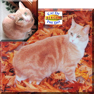 Bergen, the Cat of the Day