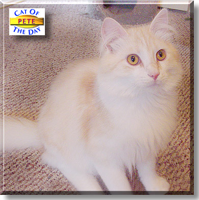 Pete, the Cat of the Day