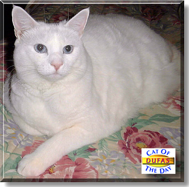 Dufas, the Cat of the Day