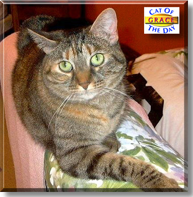 Grace, the Cat of the Day