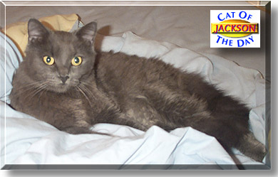 Jackson, the Cat of the Day