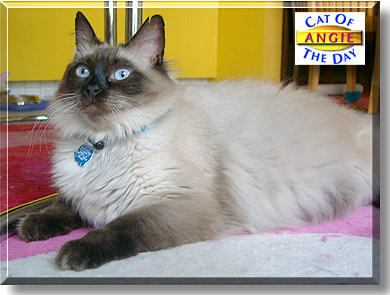 Angelina, the Cat of the Day