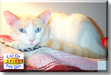 Spike, the Cat of the Day