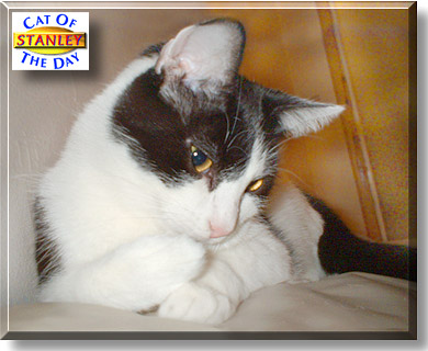 Stanley, the Cat of the Day