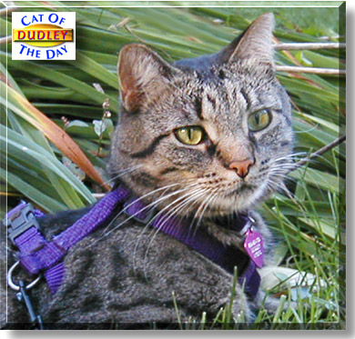 Dudley, the Cat of the Day