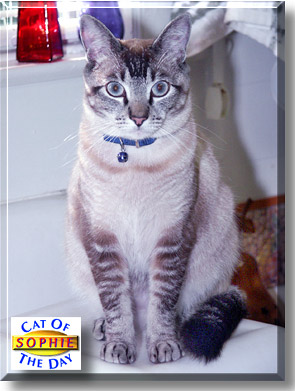 Sophie Blue, the Cat of the Day