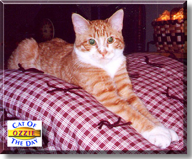 Ozzie, the Cat of the Day