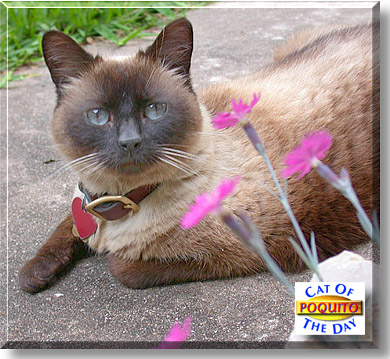 Poquito, the Cat of the Day