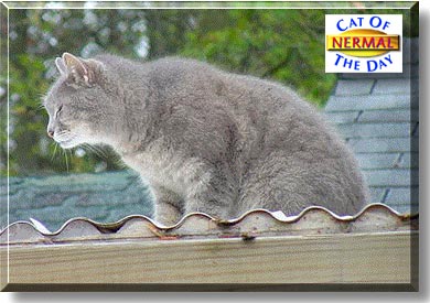 Nermal, the Cat of the Day
