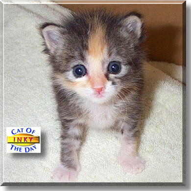 Inky, the Cat of the Day