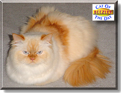 Beezley, the Cat of the Day