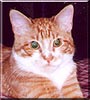 Ozzie