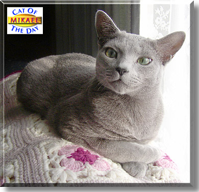 Mikael, the Cat of the Day