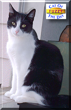 Fuzzy, the Cat of the Day