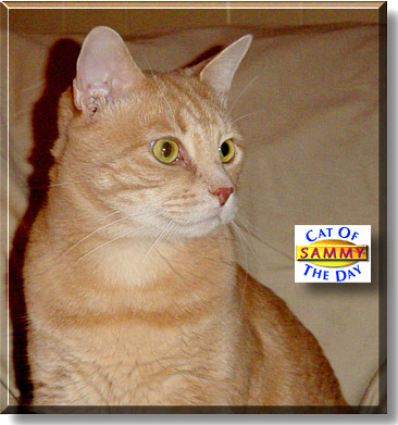 Sammy, the Cat of the Day