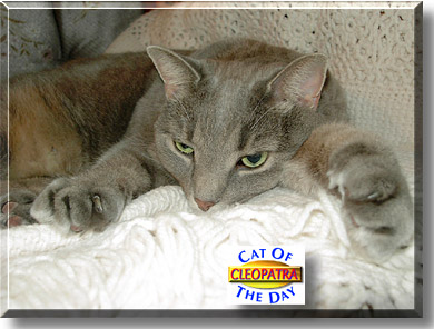 Cleopatra, the Cat of the Day