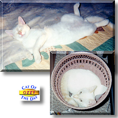 Ozzy, the Cat of the Day