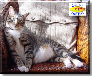 Joey, the Cat of the Day
