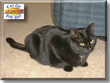 Jasmine, the Cat of the Day