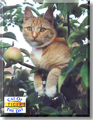 Tiger, the Cat of the Day