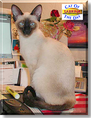 Sabrina, the Cat of the Day