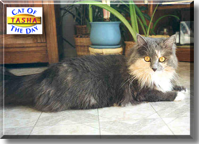 Tasha, the Cat of the Day