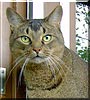 Tigris