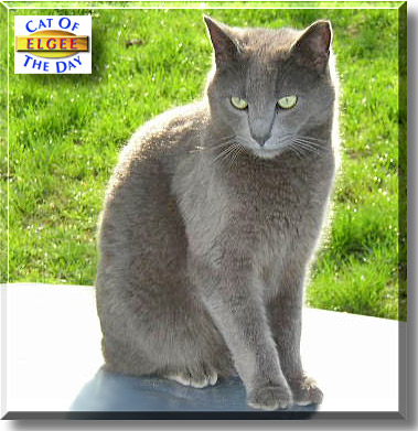 Elgee, the Cat of the Day
