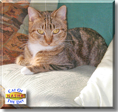 Nasha, the Cat of the Day