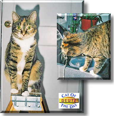 Deutz, the Cat of the Day