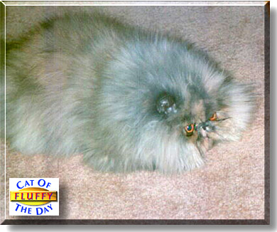 Fluffy, the Cat of the Day
