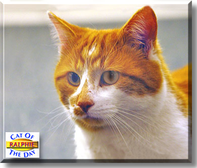 Ralphie, the Cat of the Day