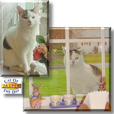 Jasper, the Cat of the Day