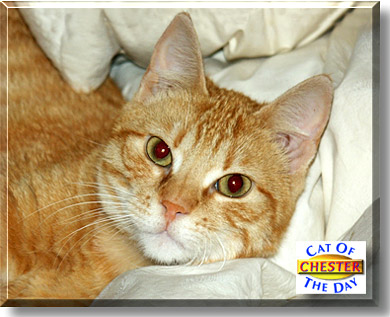Chester, the Cat of the Day