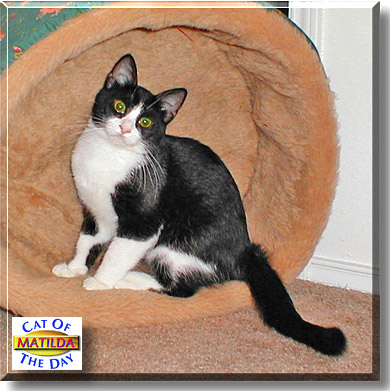 Matilda, the Cat of the Day