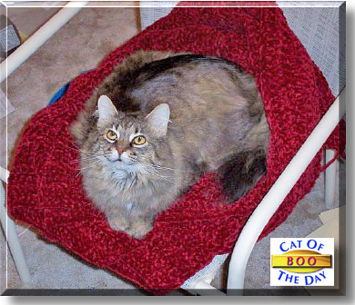 Boo, the Cat of the Day
