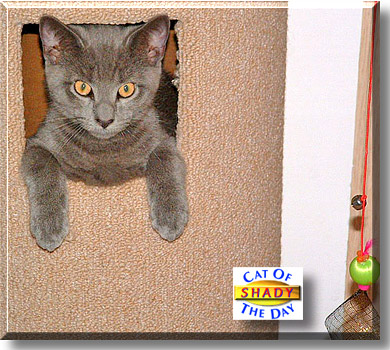 Shady, the Cat of the Day