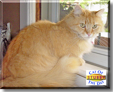 Stubby, the Cat of the Day