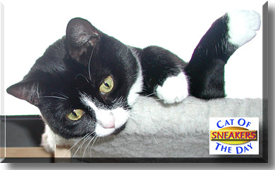 Sneakers, the Cat of the Day
