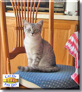Dezi, the Cat of the Day