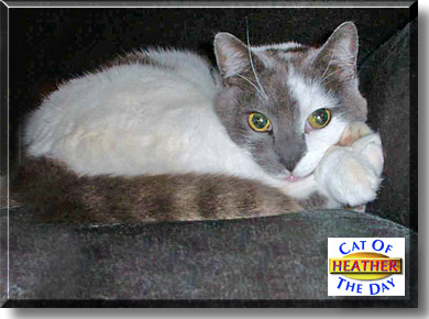 Heather, the Cat of the Day