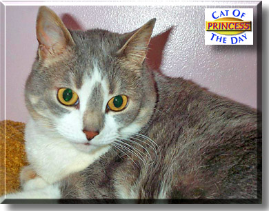 Princess, the Cat of the Day