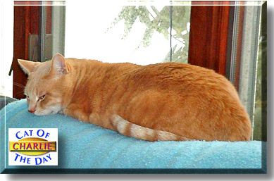 Charlie, the Cat of the Day