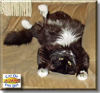 Jasmine, the Cat of the Day