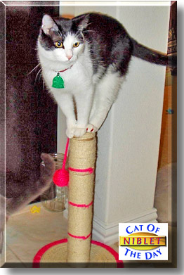 Niblet, the Cat of the Day