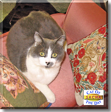Sacha, the Cat of the Day