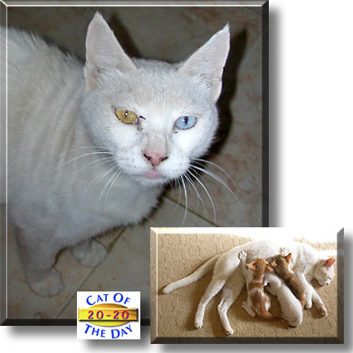 20-20, the Cat of the Day