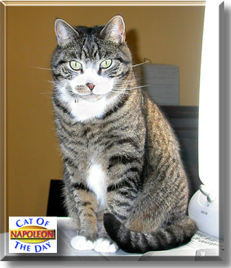 Napoleon, the Cat of the Day
