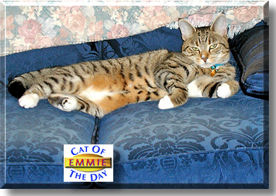 Emmie, the Cat of the Day