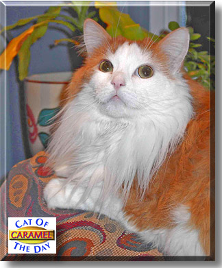 Caramel, the Cat of the Day